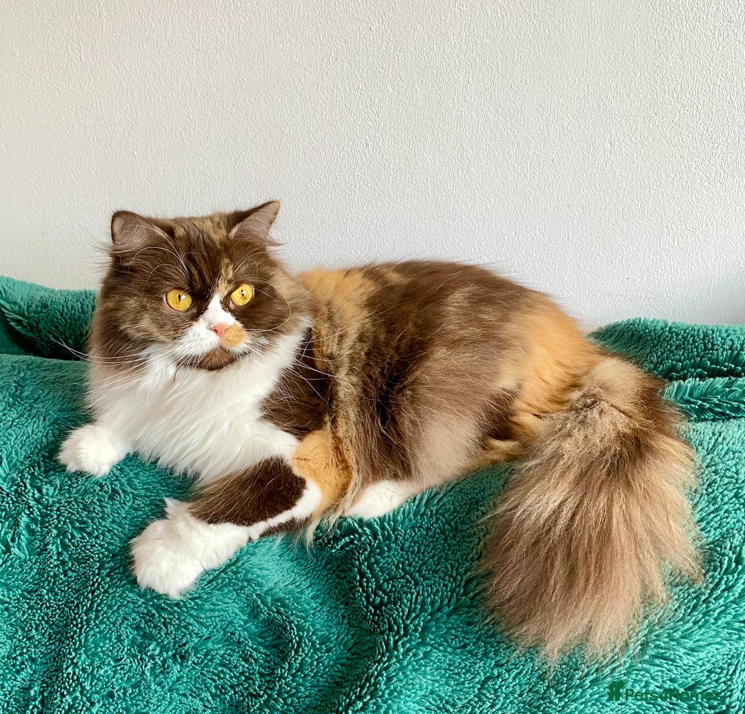 British Longhair cats for sale: Beautiful BLH girls TICA reg. - Image 1