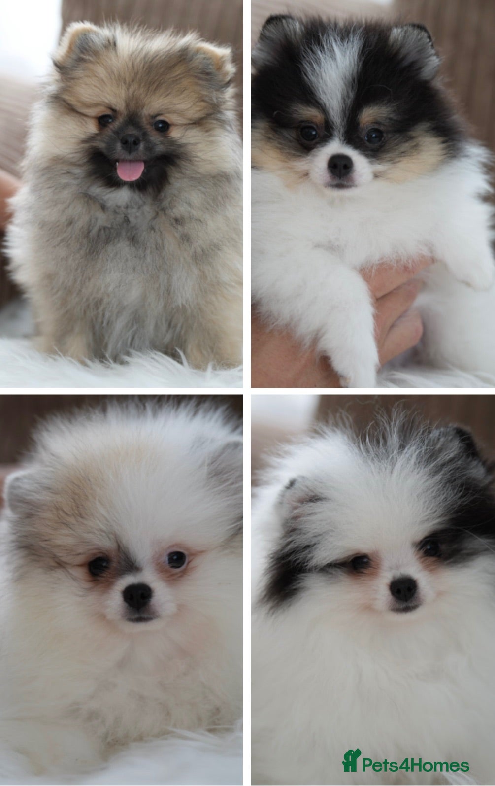 Pomeranian dogs Cute puppies  - Advert 1