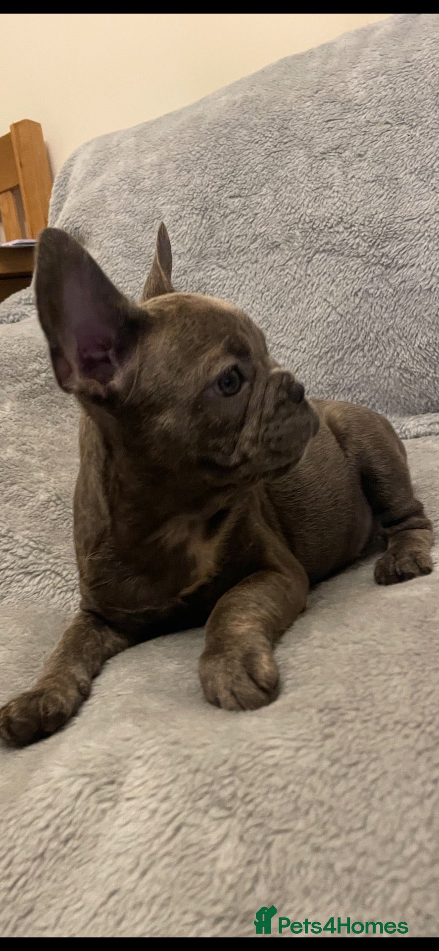 French Bulldog dogs QUALITY KC FRENCH BULLDOG PUPPIES  - Advert 2