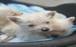 West Highland Terrier dogs for sale: West highland terrier  - Image 4