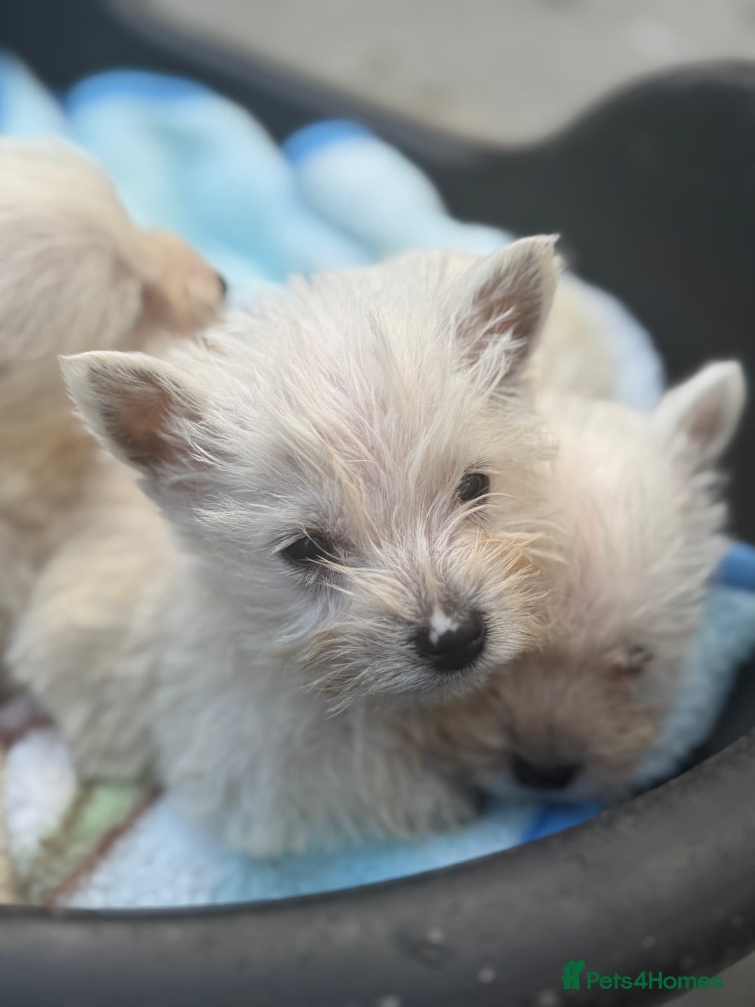 West Highland Terrier dogs for sale: West highland terrier  - Image 4