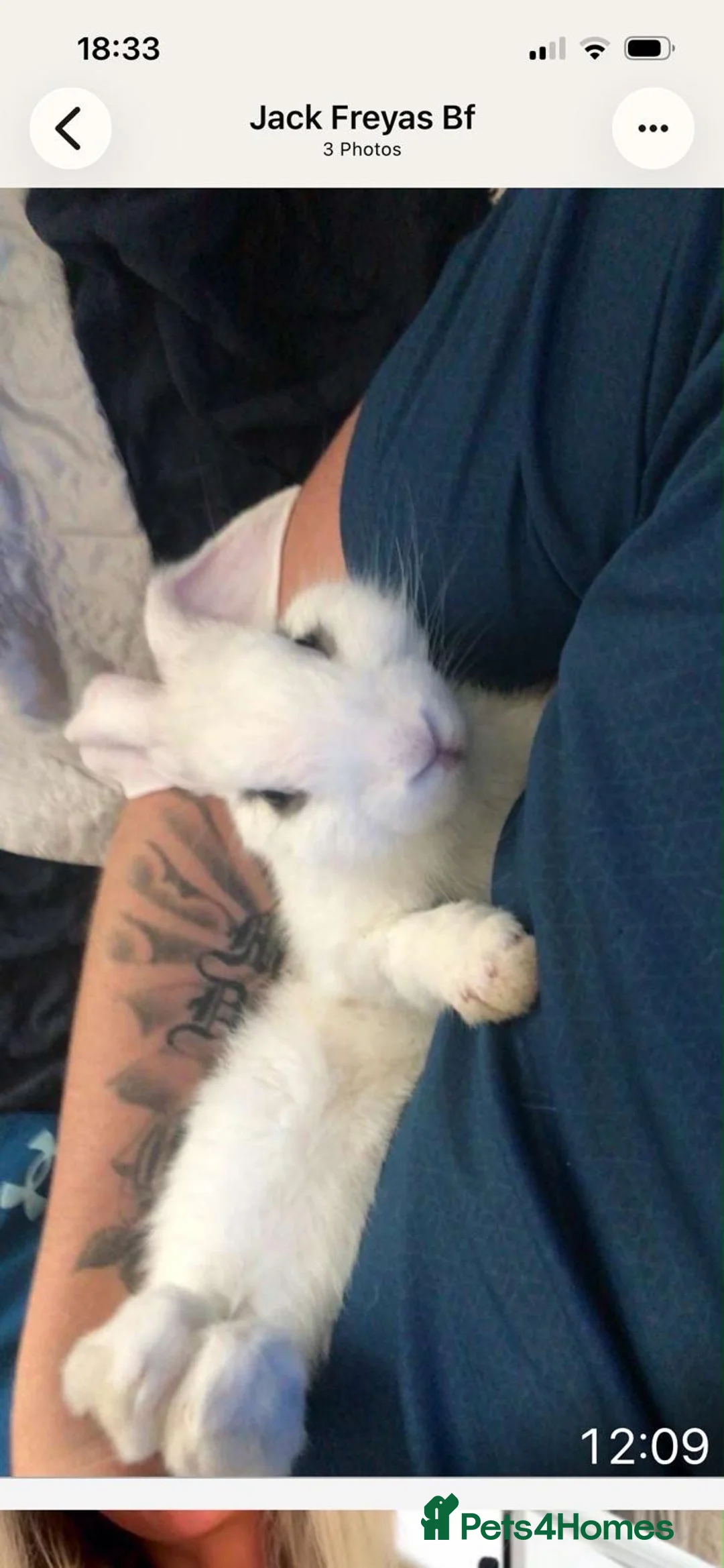 English Lop rabbits for sale: White English Lop Rabbit - Advert 3