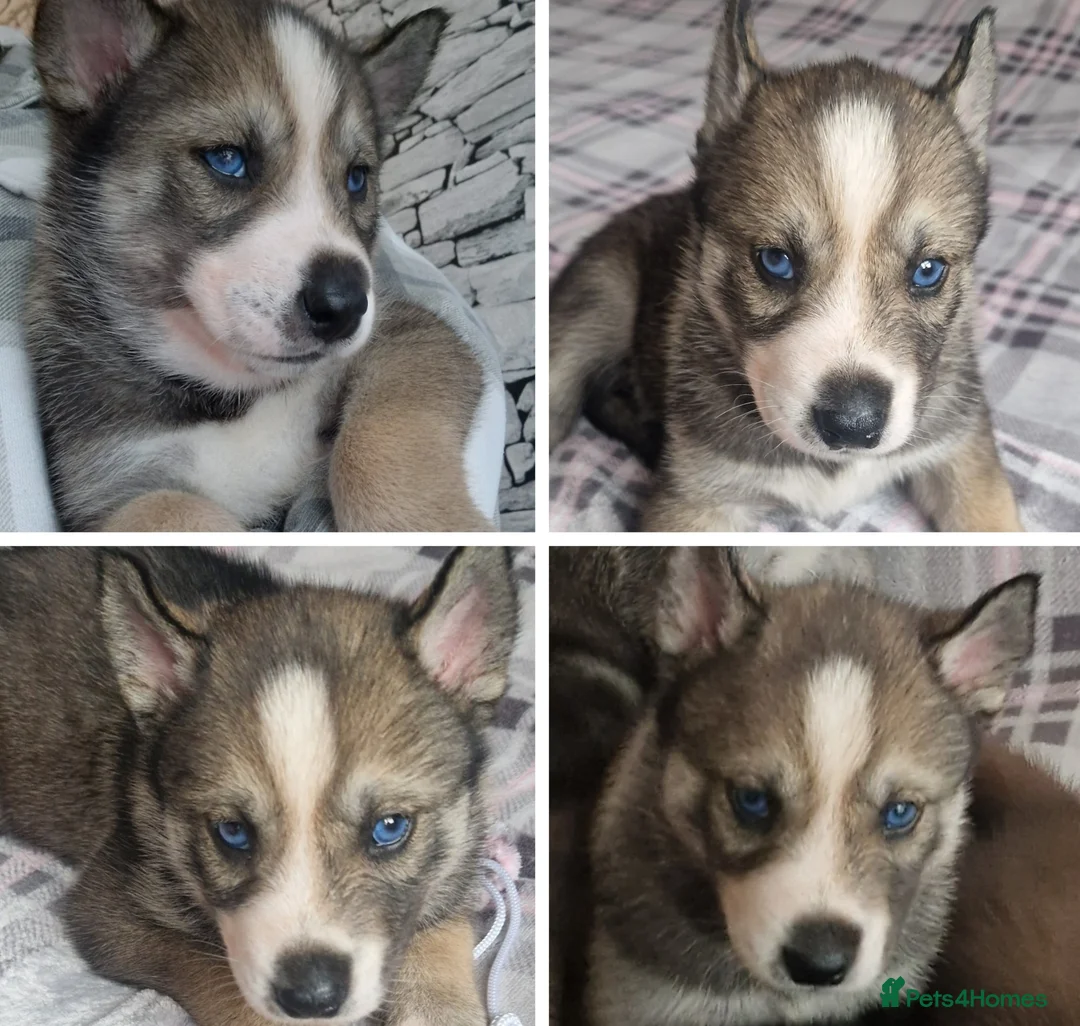 Siberian Husky dogs for sale: 1 beautiful girl left ❤️ ready now  - Advert 19