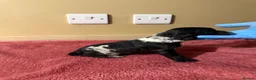 Cocker Spaniel dogs for sale: Beautiful Male Cocker Spaniel Puppies - Advert 15