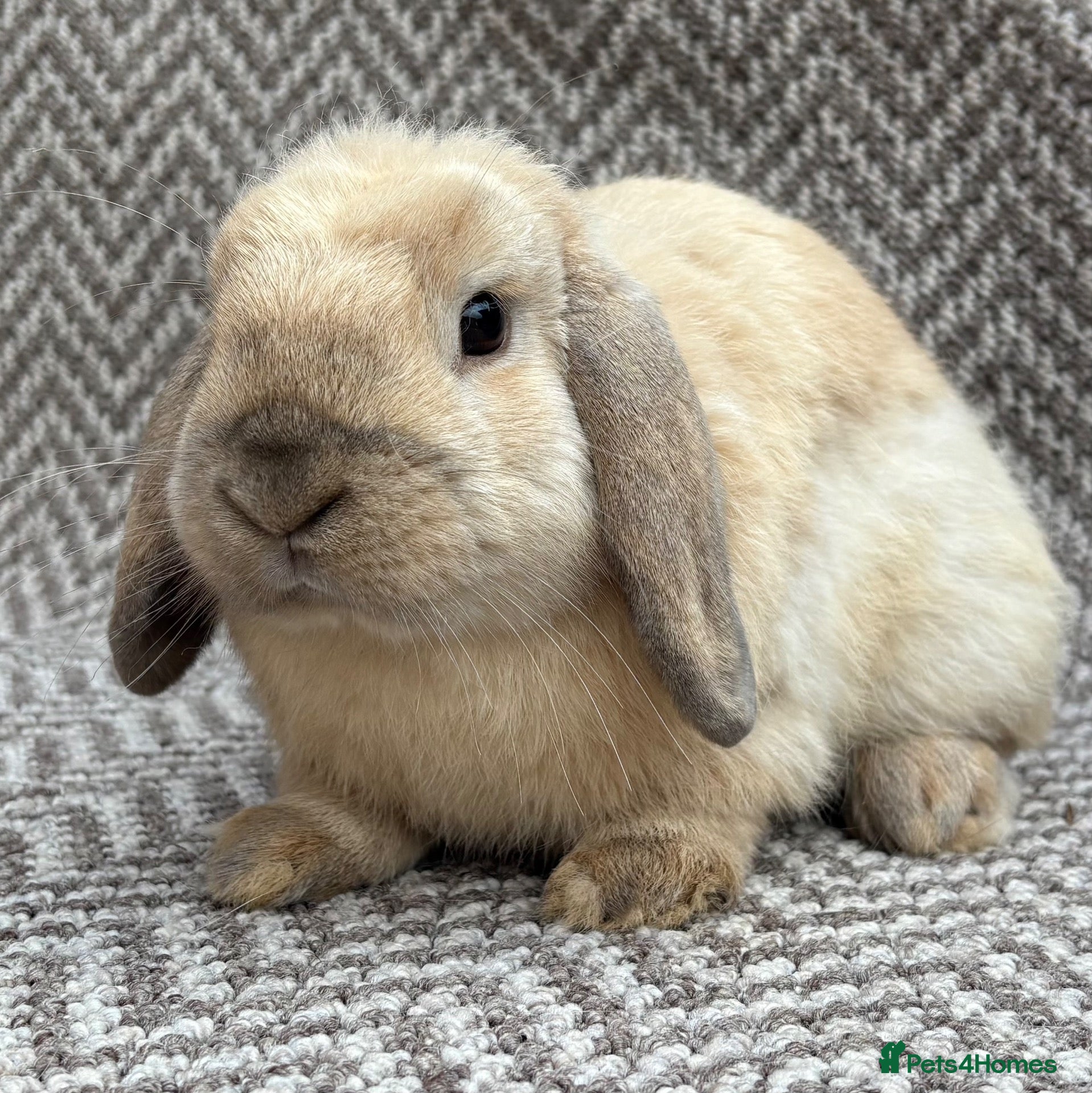 Mini Lop rabbits Mini lops - Advert 10