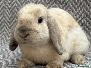 Mini Lop rabbits Mini lops - Advert 1