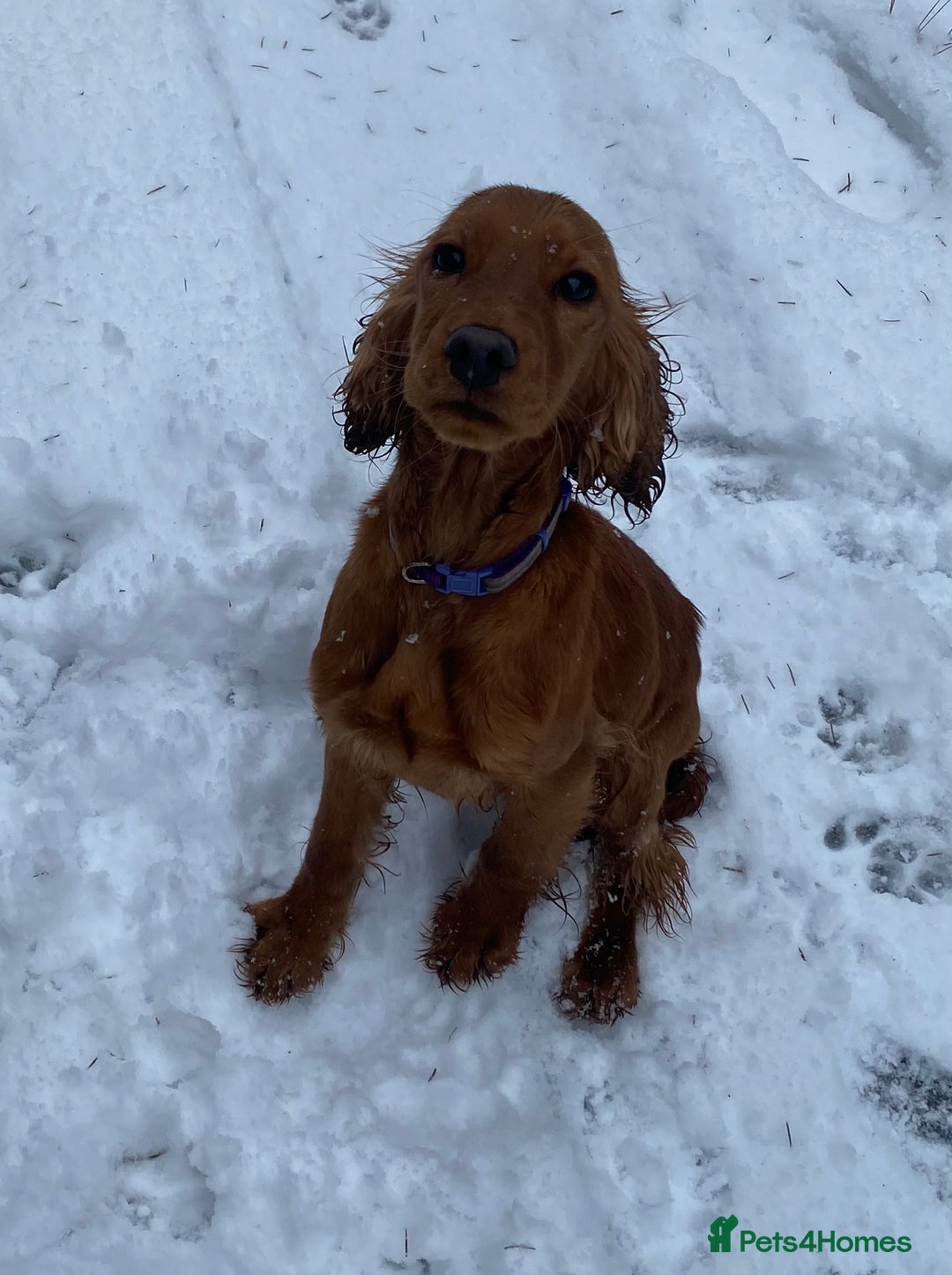 Cockapoo dogs for sale: Stunning Cockapoos Puppies DNA tested parents  - Advert 12