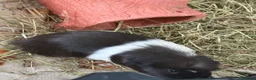 Guinea Pig rodents for sale: Male Guinea Pigs - Advert 2