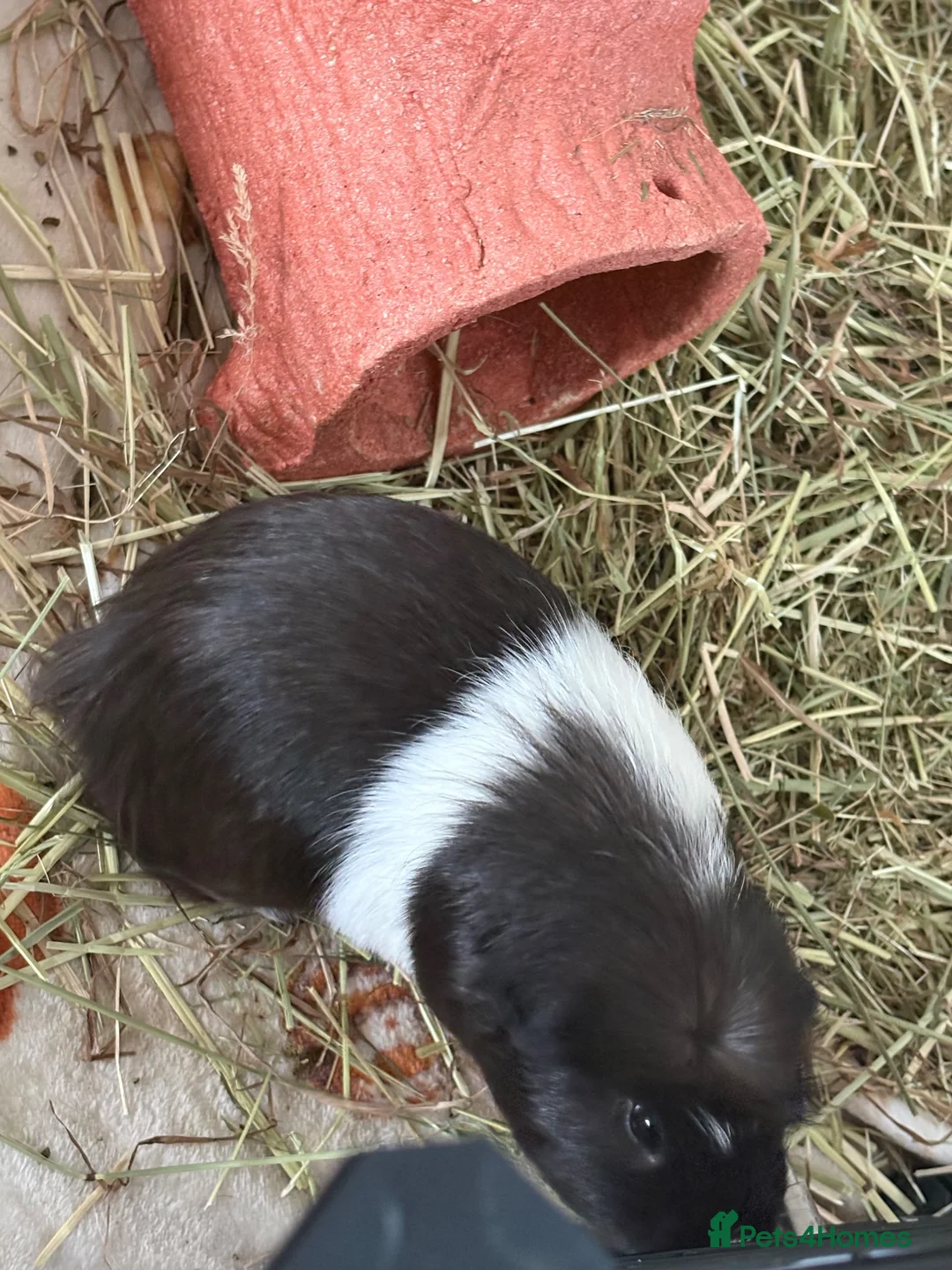Guinea Pig rodents for sale: Male Guinea Pigs - Advert 2