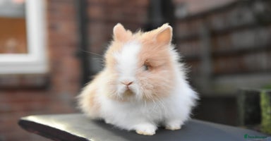 Mixed Breed rabbits - Advert 5