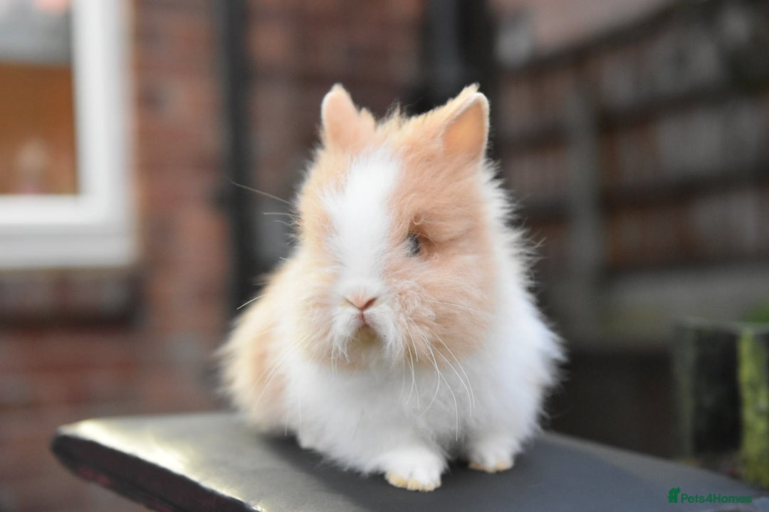 Mixed Breed rabbits for sale: Baby Lionheads Looking For Homes  - Image 2