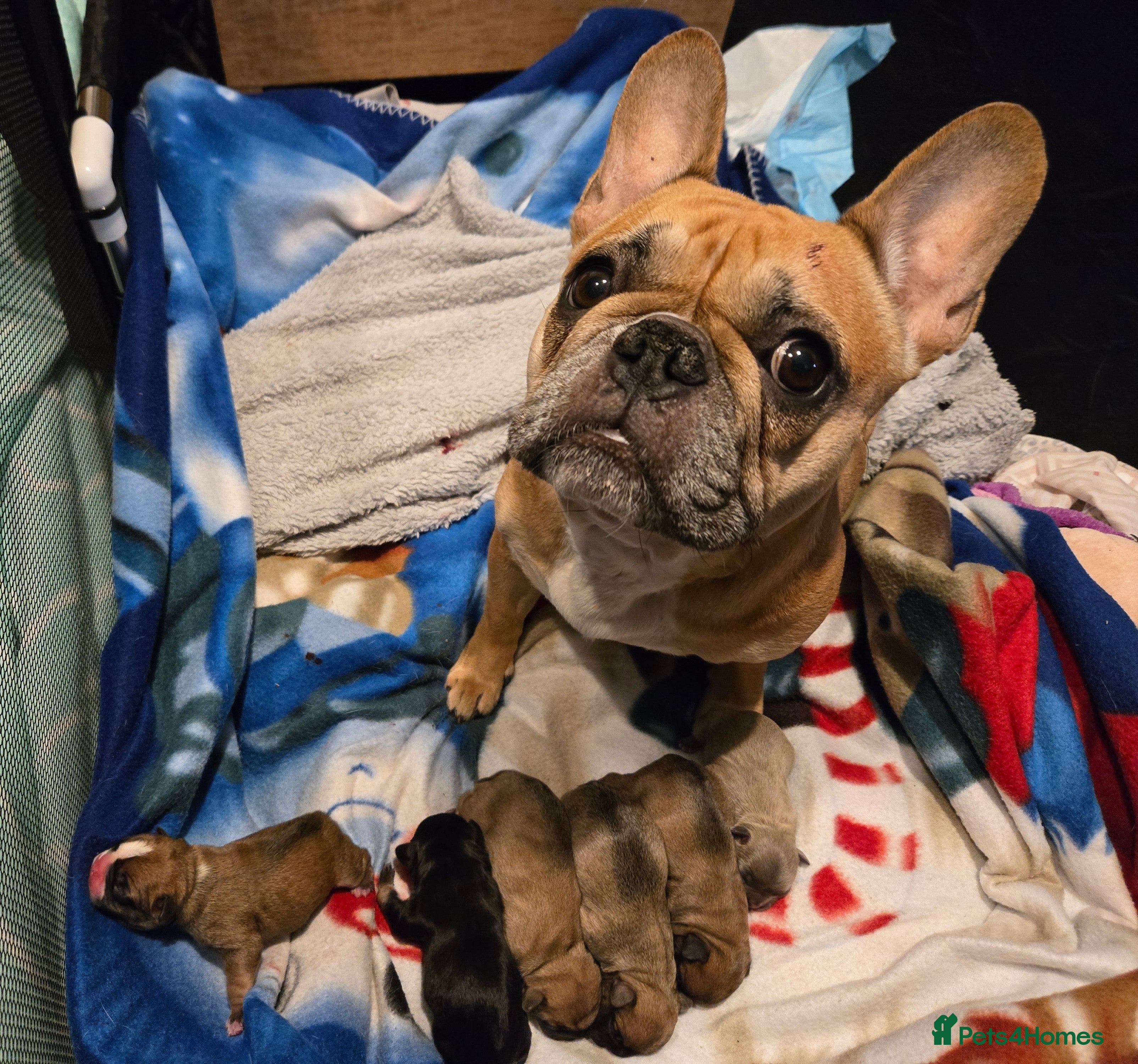 French Bulldog dogs French bulldog puppies.  - Advert 13