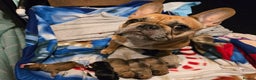 French Bulldog dogs for sale: French bulldog puppies.  - Advert 23