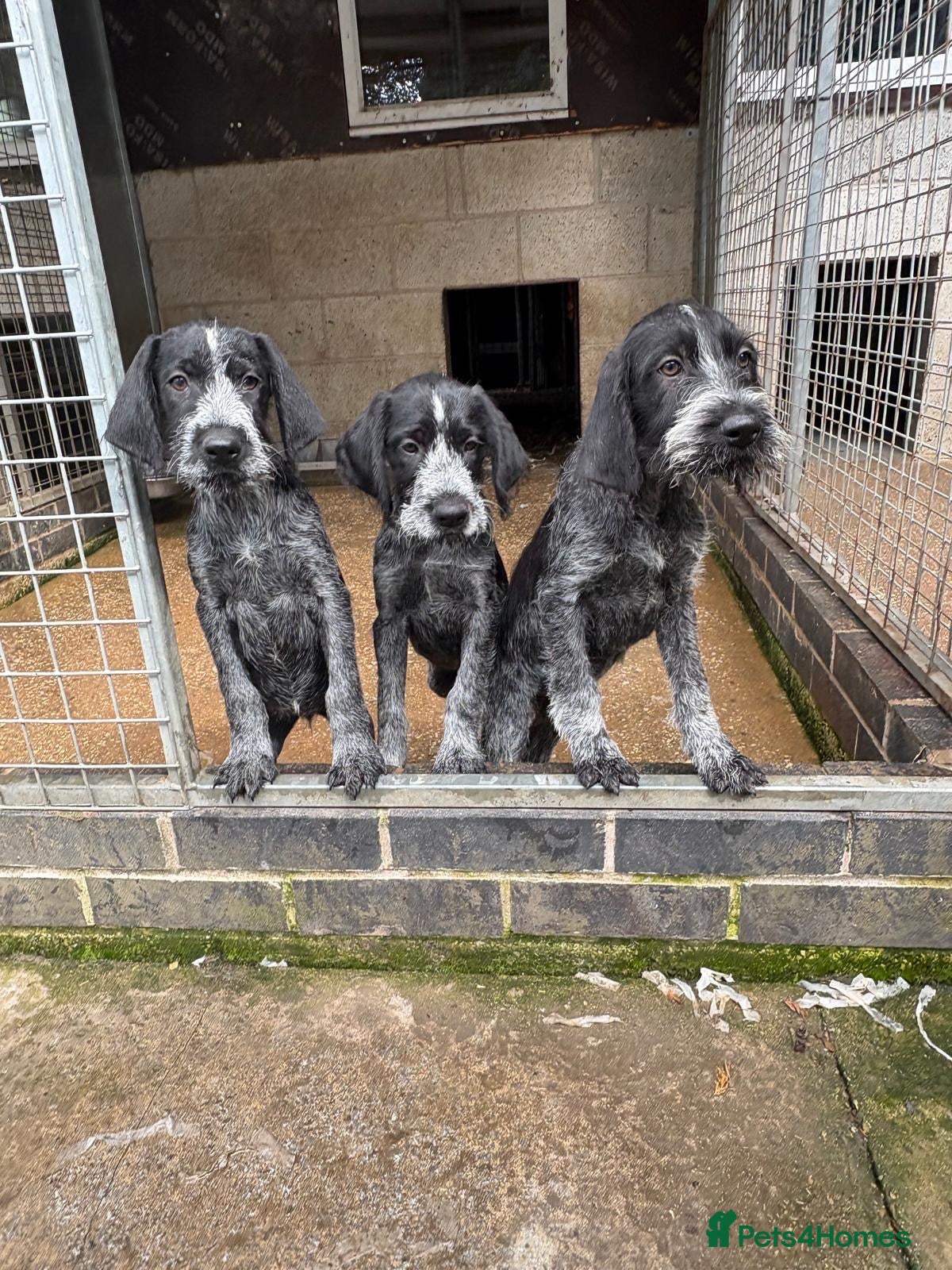 German Wirehaired Pointer dogs Ready now German wirehair pointer pups  - Advert 5