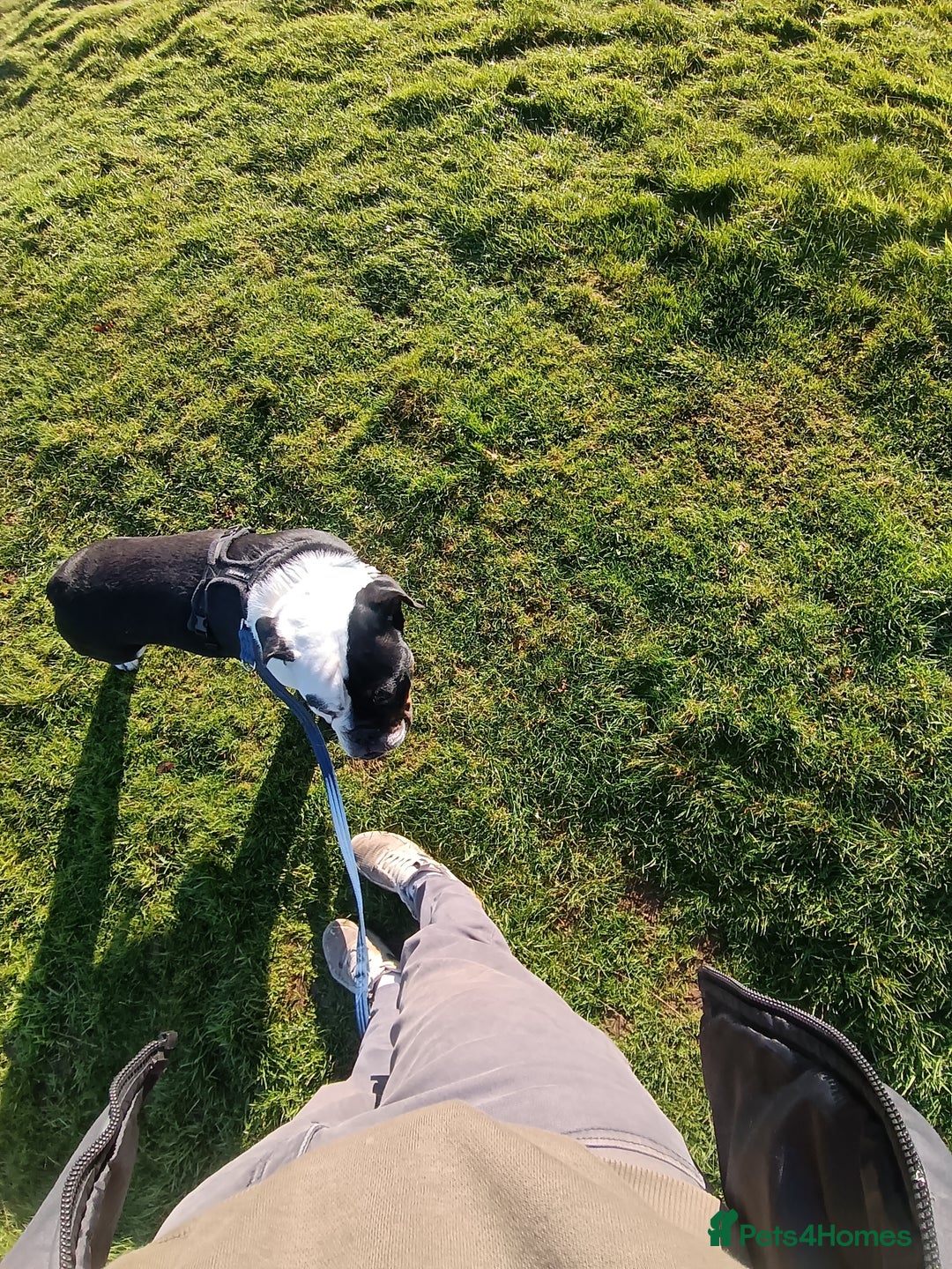 English Bulldog dogs for sale: Frank - Advert 8