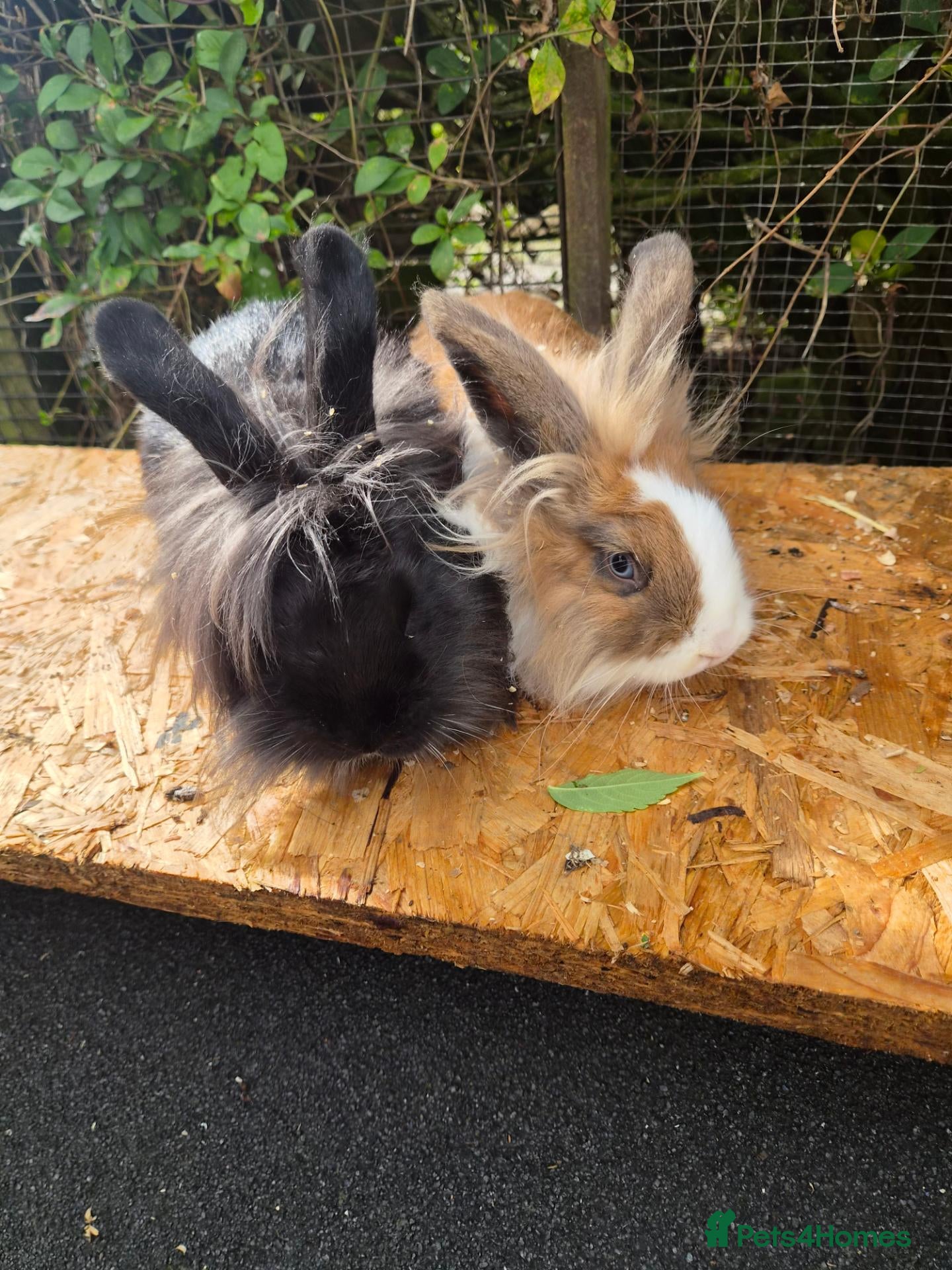 Lionhead rabbits 2 young lionheads does for sale £40 each  - Advert 1