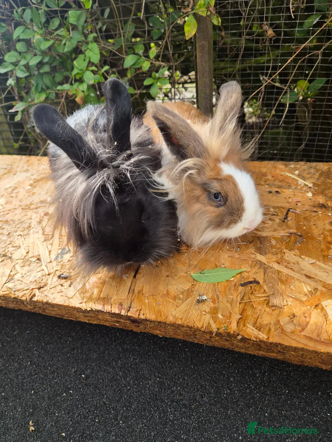 Lionhead rabbits for sale: 2 young lionheads does for sale £40 each  in Manchester - Advert 1