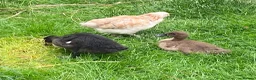 Ducks poultry for sale: Trio of Indian runner ducks - Advert 4