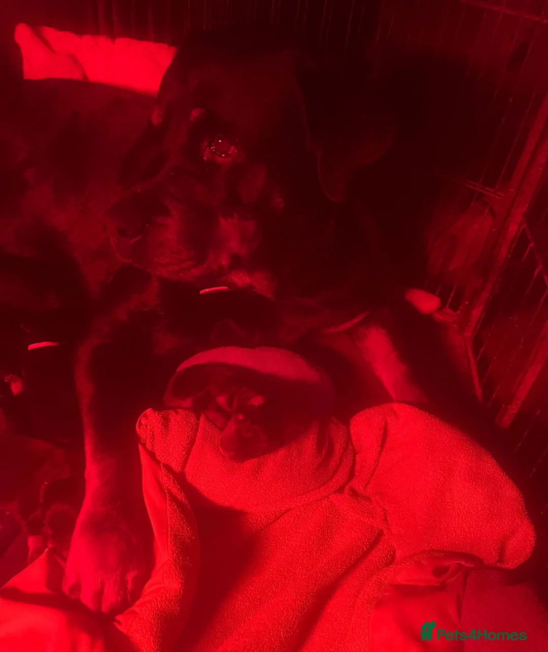 Rottweiler dogs for sale: Beautiful Rottweiler pups - Advert 4