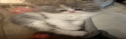 Persian cats for sale: Only 2 gorgeous female persian chinchill left now  - Advert 4