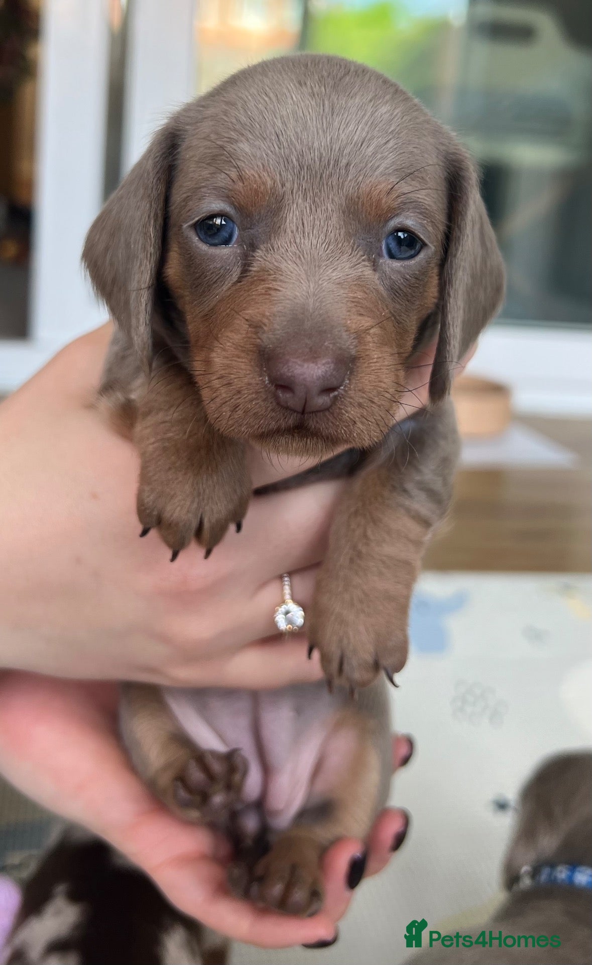Miniature Dachshund dogs 🐾KC Miniature Dachshund Puppies 🐾 - Advert 17