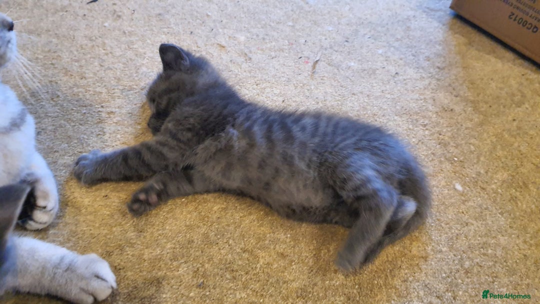 British Shorthair cats for sale: British shorthair x maine coon - Image 5