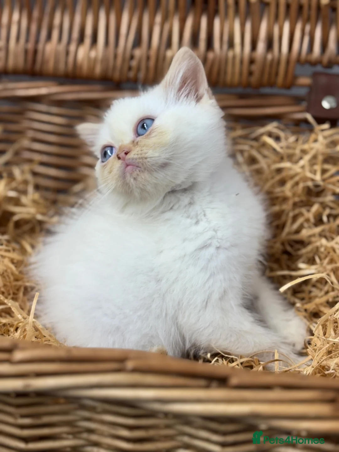Exotic cats for sale: flame point exotic male - Advert 2