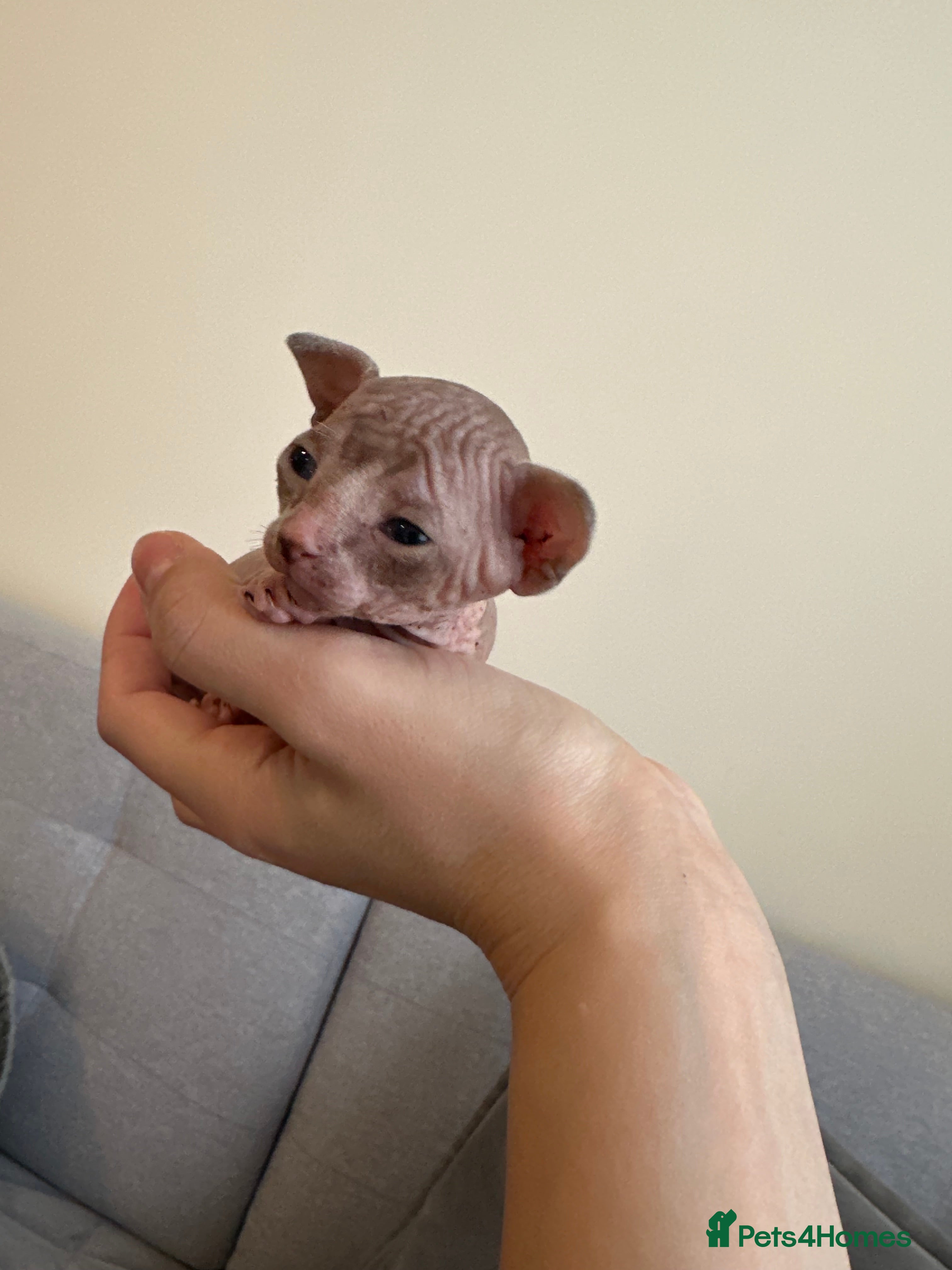 Sphynx cats beautiful Sphynx babies - Advert 5