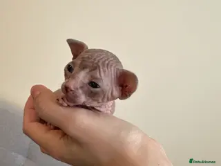 Sphynx cats beautiful Sphynx babies - Advert 5