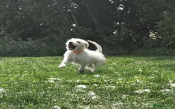 Mixed Breed dogs for sale: F1 Shepadoodle Puppies in Boston - Image 14