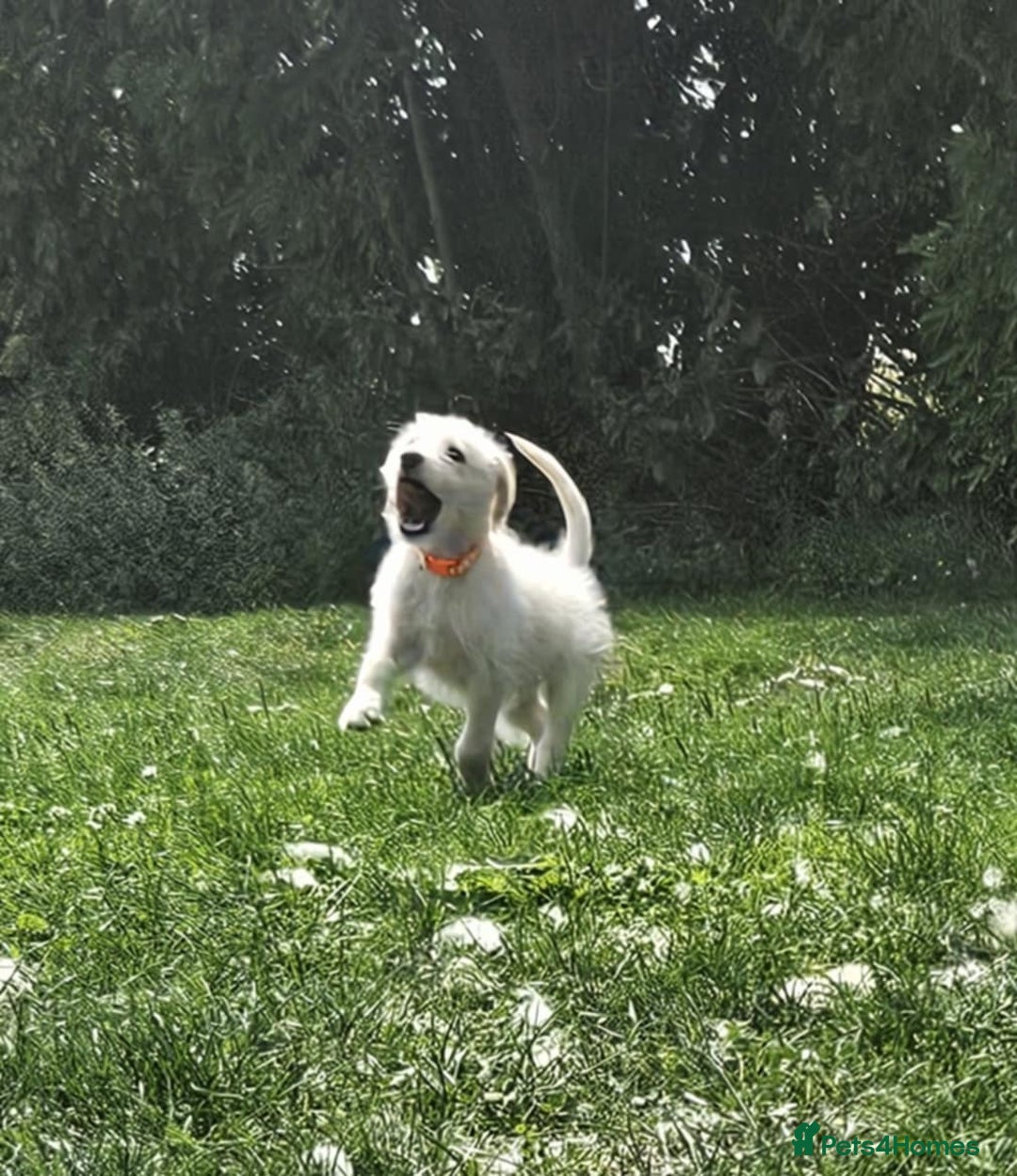 Mixed Breed dogs for sale: F1 Shepadoodle Puppies in Boston - Image 14
