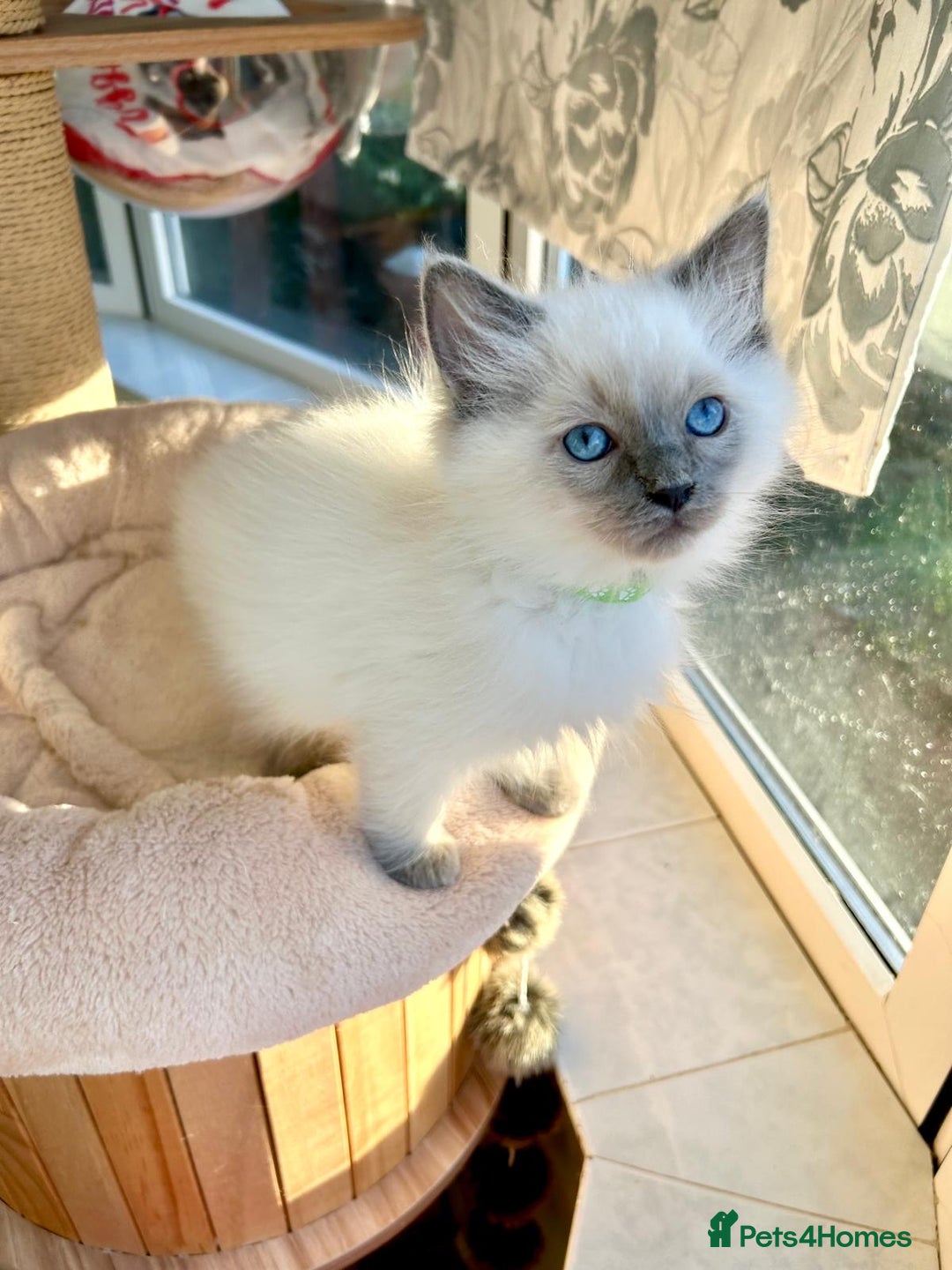 Ragdoll cats for sale: Gorgeous Fluffy Ragdoll Kittens  - Advert 1
