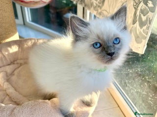 Ragdoll cats Gorgeous Fluffy Ragdoll Kittens - Advert 4