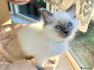 Ragdoll cats Gorgeous Fluffy Ragdoll Kittens - Advert 16