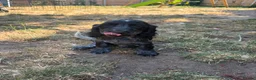Cocker Spaniel dogs for sale: COCKER SPANIEL PUPPIES £1250 READY TO LEAVE  - Advert 5