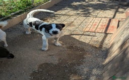 Mixed Breed dogs for adoption: MJ is looking for a family  - Image 4