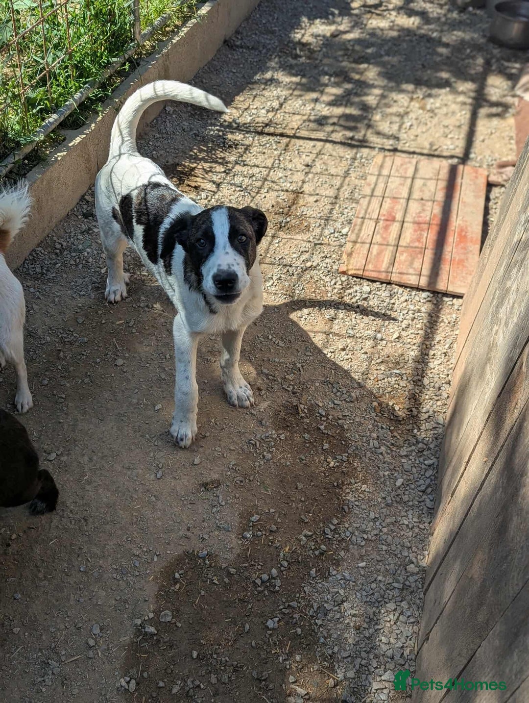 Mixed Breed dogs for adoption: MJ is looking for a family  - Image 4