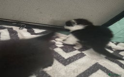 Turkish Angora cats for sale: Turkish angora kittens  - Image 15