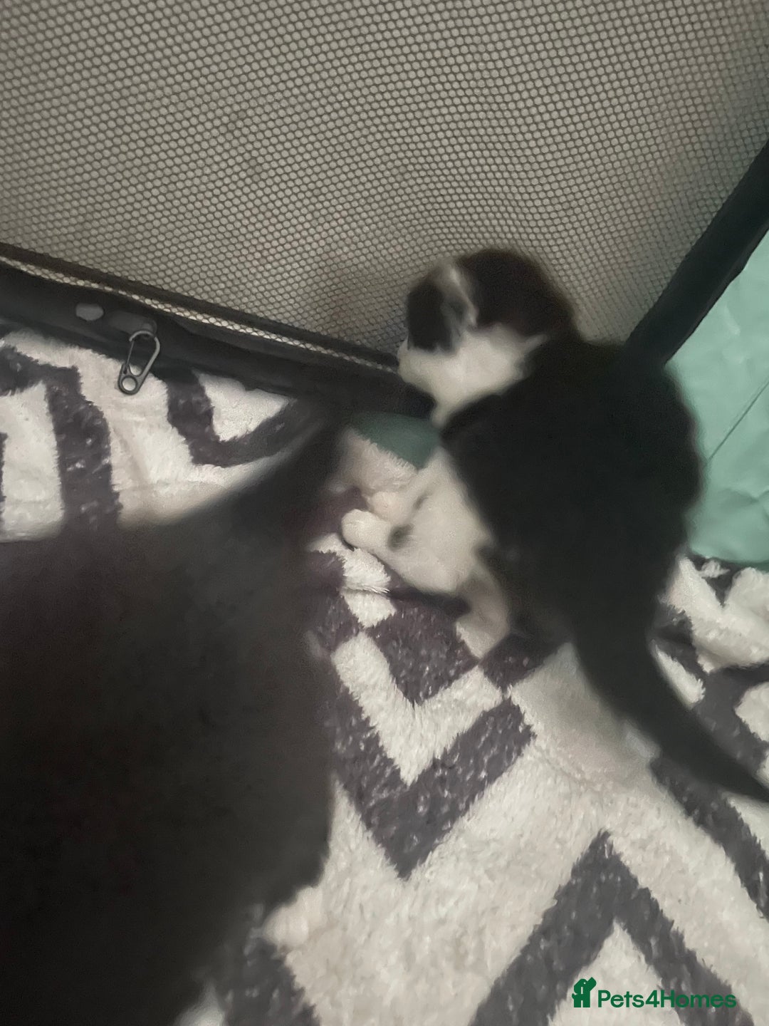 Turkish Angora cats for sale: Turkish angora kittens  - Image 15