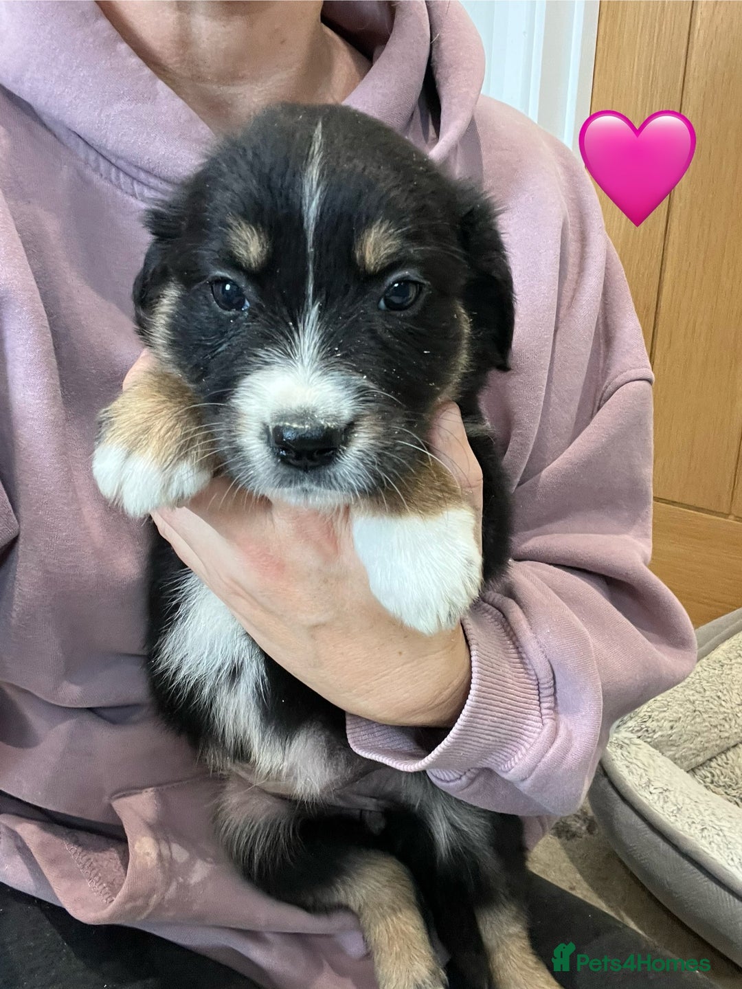 Golden Retriever dogs for sale: Beautiful Golden Retriever x Border Collies Pups - Image 15