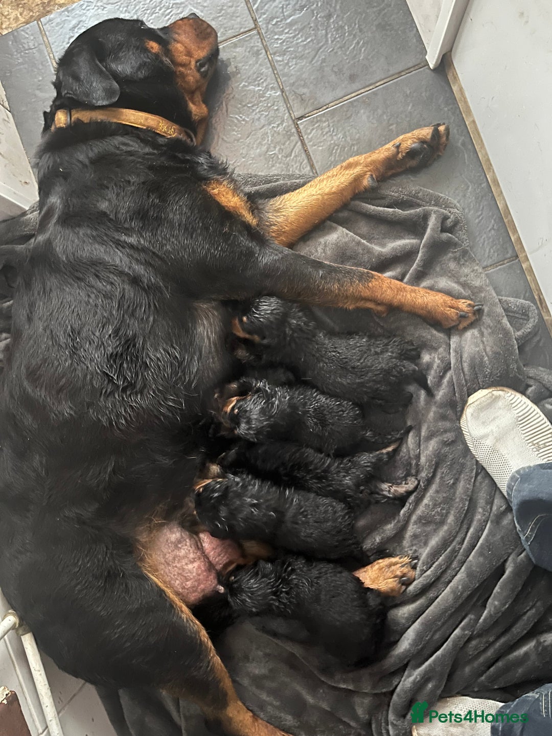 Rottweiler dogs for sale: Rottweiler pups  - Image 7