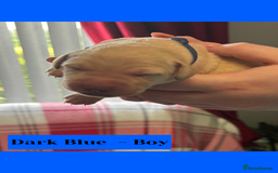 Goldador dogs for sale: Goldador puppies - Image 15