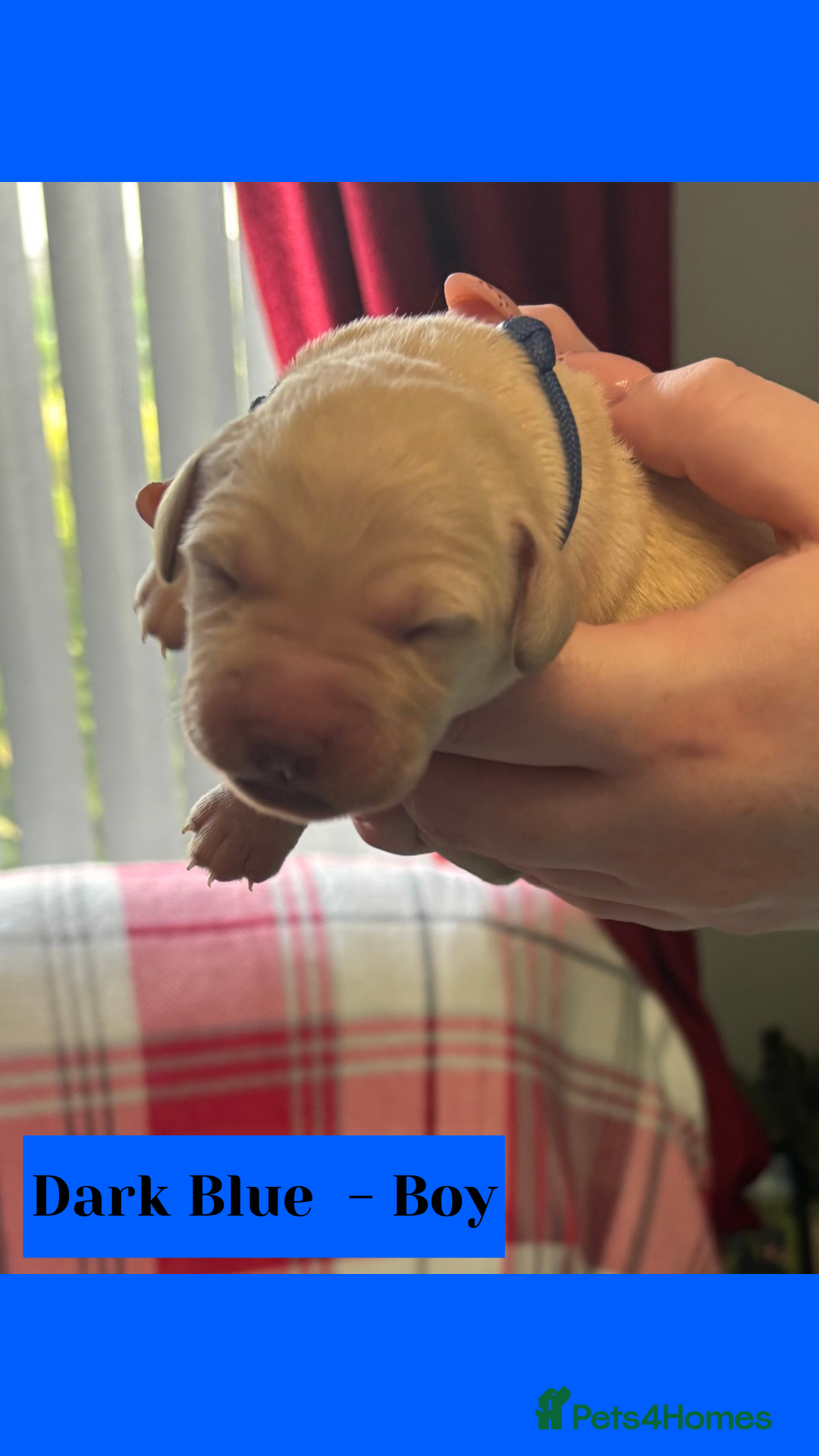 Goldador dogs for sale: Goldador puppies - Image 15