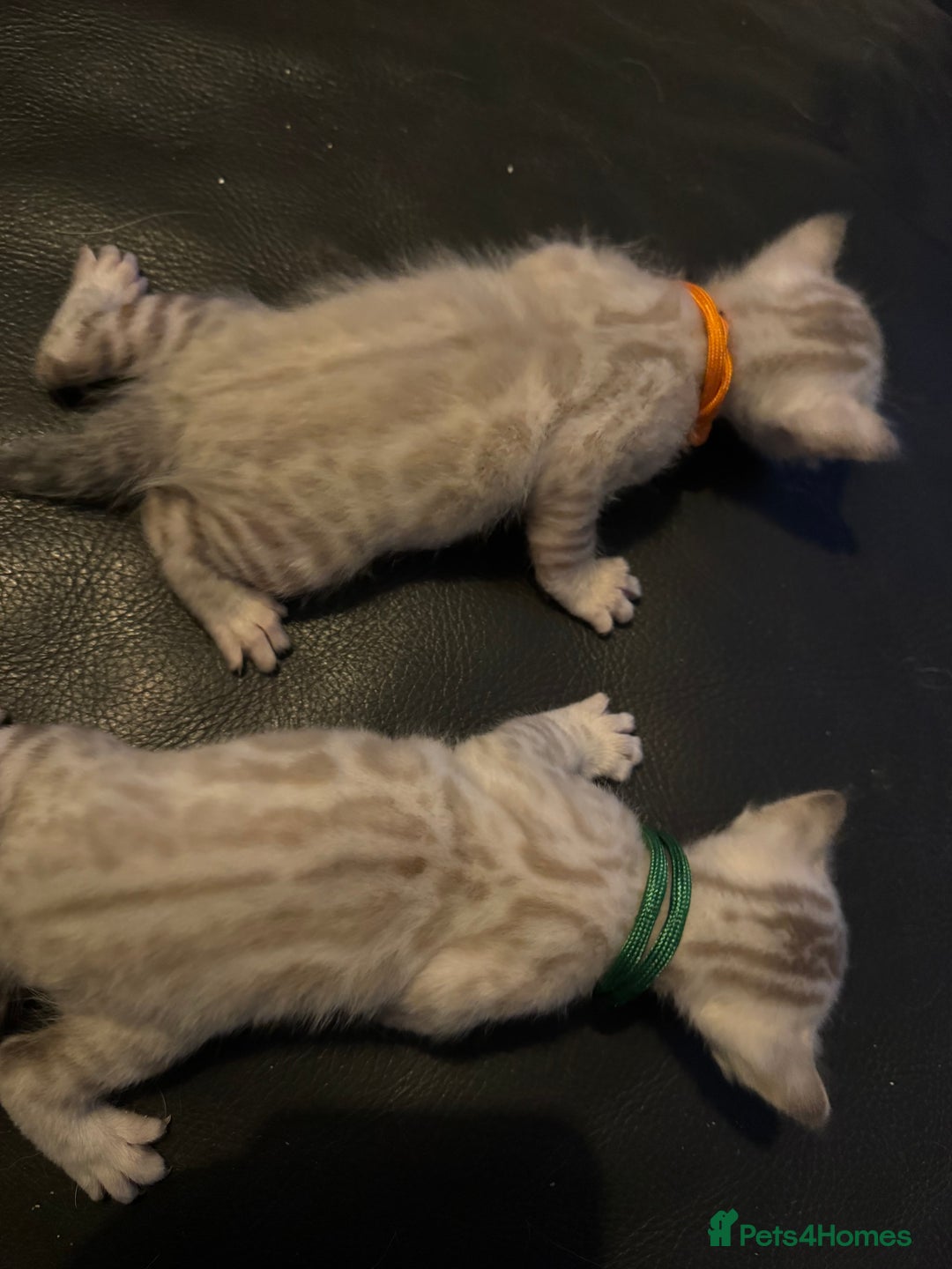 Bengal cats for sale: 2 snow lynx point boys - Tica available   - Image 4