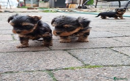 Yorkshire Terrier dogs for sale: Tiny Yorkie Treasures – 1 Boy &2 Girls Ready to go - Image 3