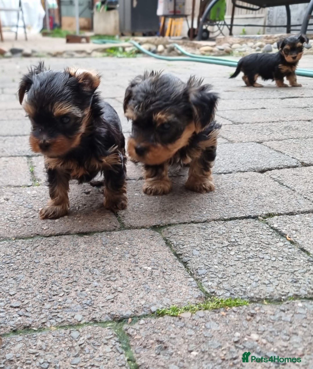 Yorkshire Terrier dogs for sale: Tiny Yorkie Treasures – 1 Boy &2 Girls Ready to go - Image 3