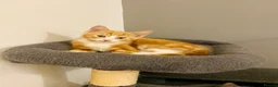 Mixed Breed cats for sale: RagdollCross X Domestic Shorthair - Advert 6