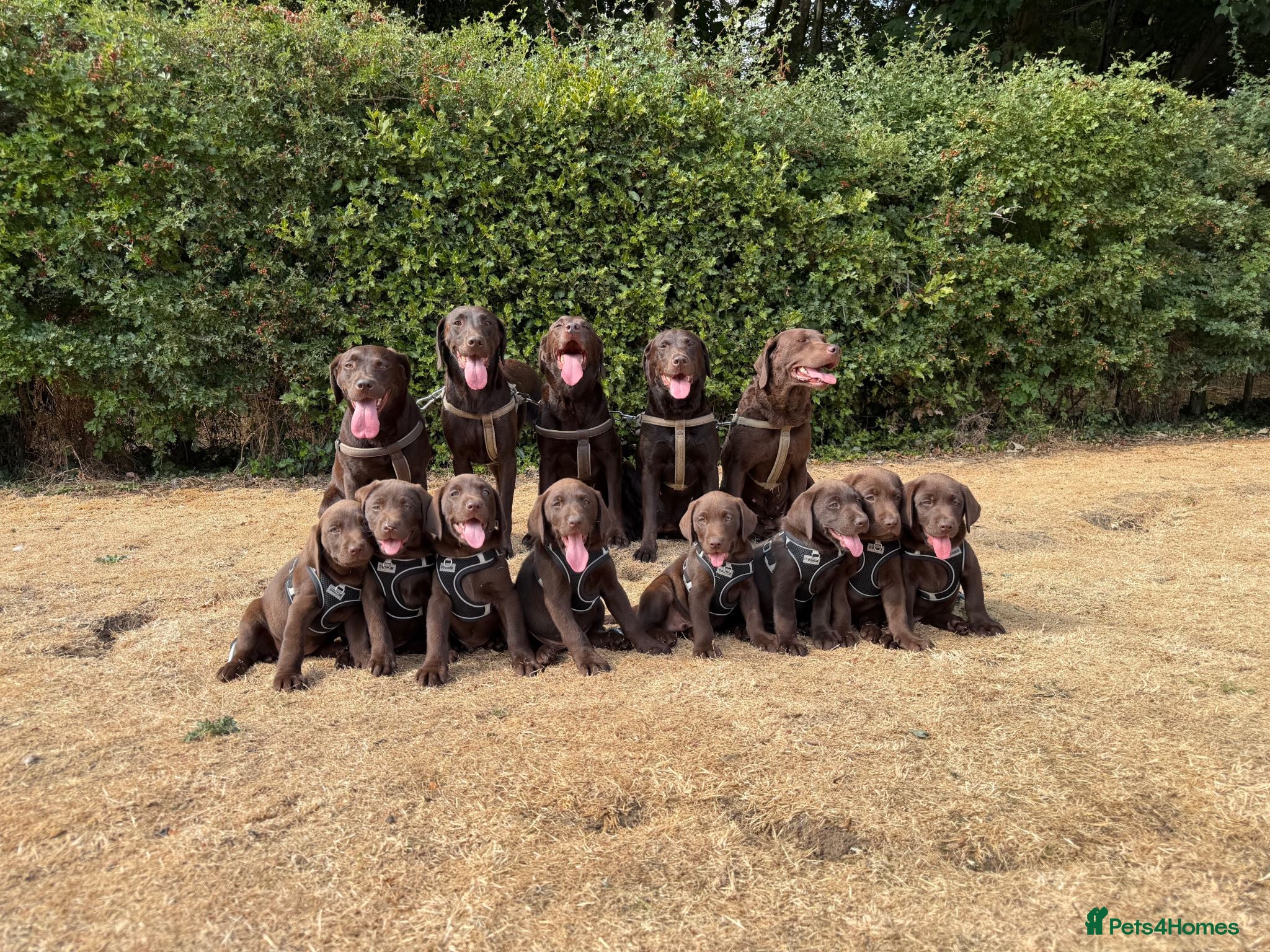 Labrador Retriever dogs Chocolate Labrador puppies - Advert 1