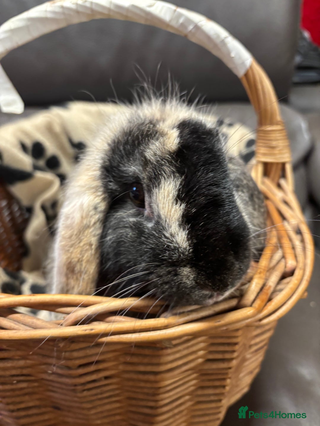 Lionhead rabbits for sale: Lionhead x rabbits for sale  - Advert 2