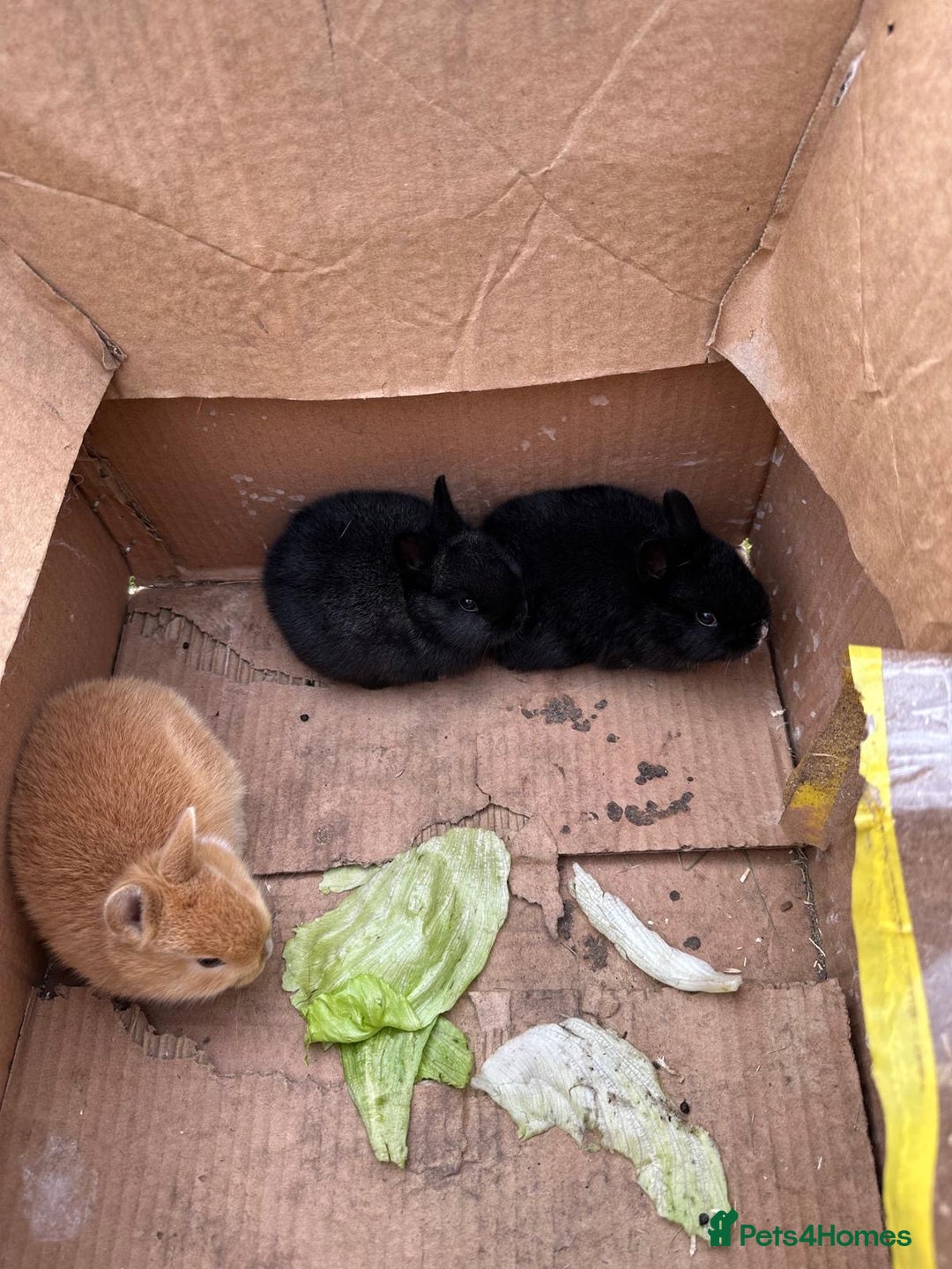 Angora rabbits for sale: Dutch and angora babies  - Advert 15